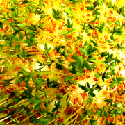 Sprouts_4_card