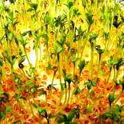 Sprouts_3_card
