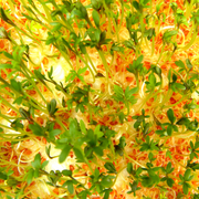 Sprouts_2_card