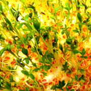 Sprouts_1_card