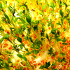 Sprouts_1_thumb