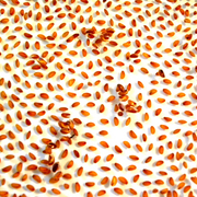 Seeds_1_card