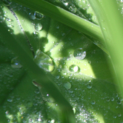 Rain_027_copy_card