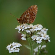 Butterfly1_card