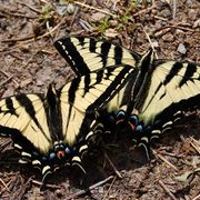 Methow_butterflies_card