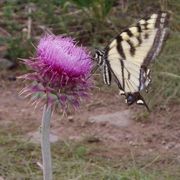 Thistle_butterfly_card