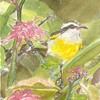 Bananaquitrestingedit1_thumb
