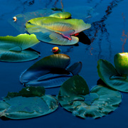 Lillypads_card