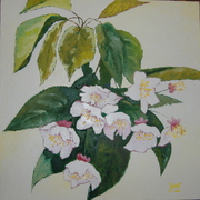 17__flores_1_card