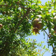 Huntington_gardens_5_card