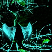 Bird3_card