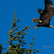 Eagle_2_card