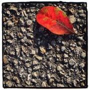 Photo_card