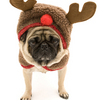 Reindeerpug7_thumb