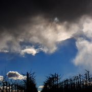Cloudy_orchard_card