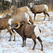 Sheep_card