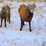 Goats_2_card