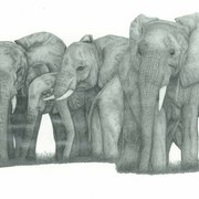 Elephants_card