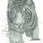 Tiger_through_water_card