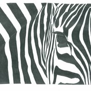 Zebra_card