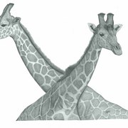 Giraffe_card
