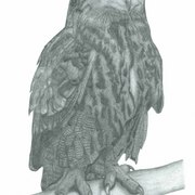 Eagle_owl_card