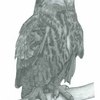 Eagle_owl_thumb