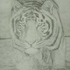 Tiger_thumb