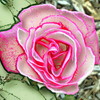 Flower3-10x10-gloss_thumb