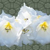 Psredo26_thumb