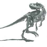 T-rex_card