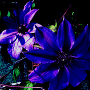 Blue_flame_card