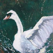 The_swan_card