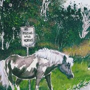 Wild_pony_card