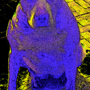 Doginmotion1_card