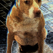 Doginmotion2_card