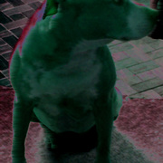 Doginmotion3_card