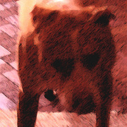 Doginmotion5_card