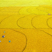Harvest_18_card
