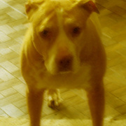 Doginmotion6_card