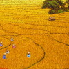 Harvest_10_thumb