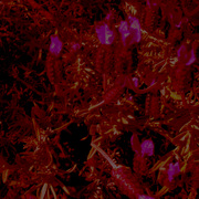 Photod_card