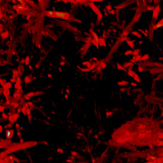 Photoe_card