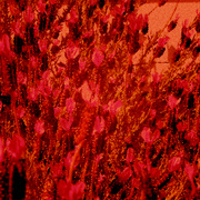 Red_floral_card