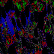 Tethered_angels_card