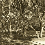 Fort_fisher_trees_in_sepia_card