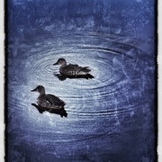 Image_copy_2_card