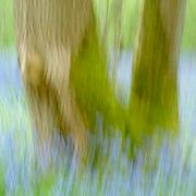 Bluebell_tree_card