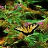 Butterfly_thumb