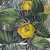 Yellow_waterlilies_s_thumb